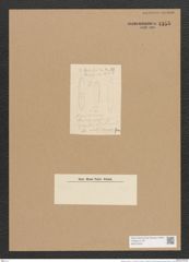 Nitzschia mormani V. H. (de-Toni-Nr.: Genus 47, Species 2178) Zeichnungen Sammlung Grunow Nr. 4355 (NHMW-BOT-W0372402)